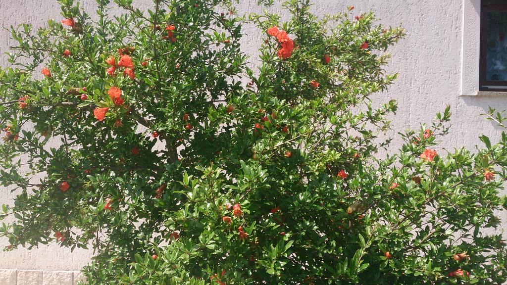 Garden Apartment Maria Vrsar Chambre photo